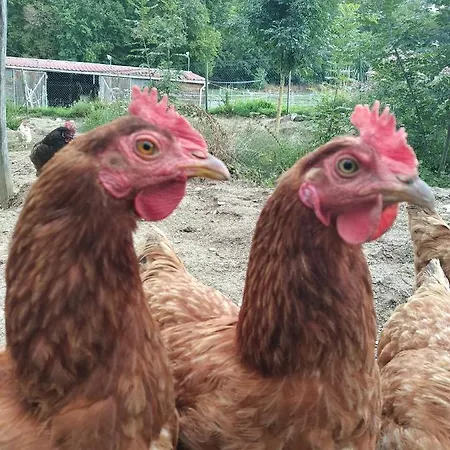 Moulin De La Chamblon En Pleine Nature Parmi Les Chevaux Proche Chateau Thierry بيت للعطل
